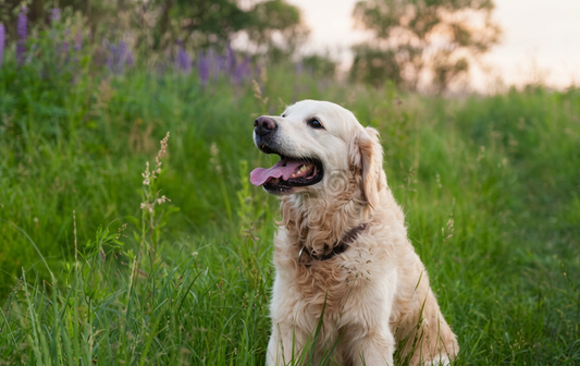 Most Popular Dog Breeds in America