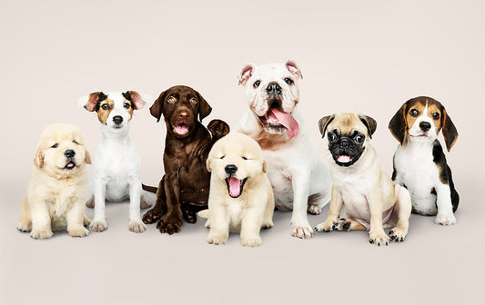 Best Dog Breeds for First-Time Owners: How to Pick the Right One