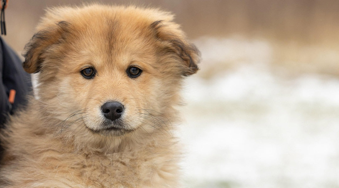 From Shelter to Forever Home: Nala’s Journey