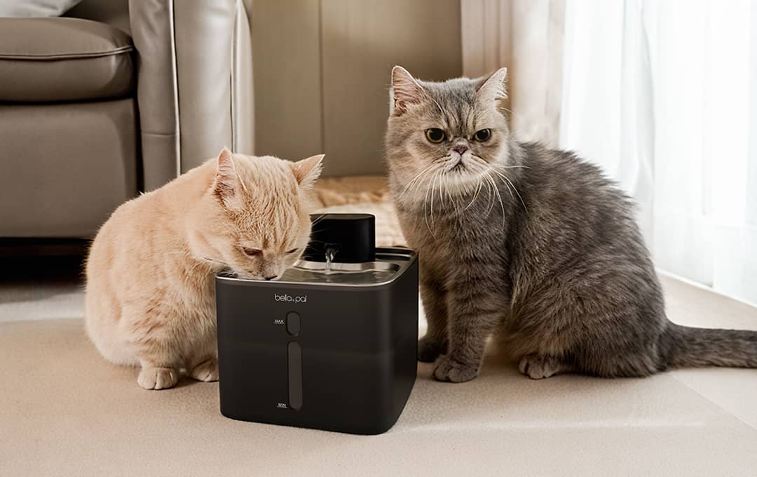 How to Transition Your Cat to a Water Fountain: Making Hydration Fun and Easy